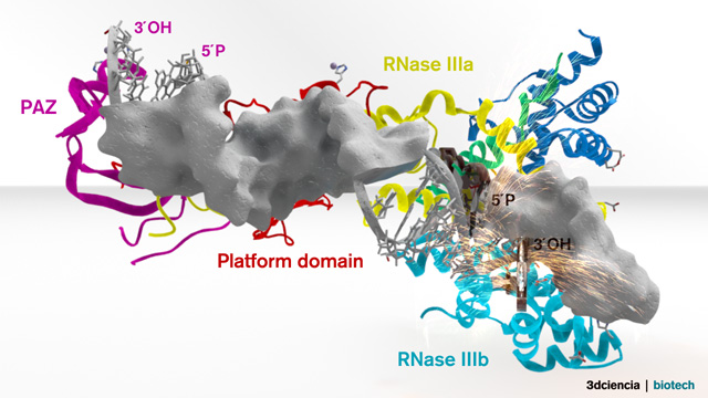 DICER RNasa III ds RNA foam