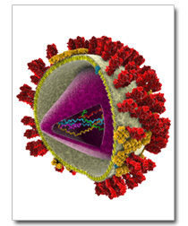 flu virion H1N1 particle