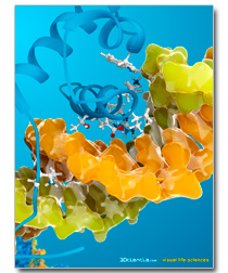 TRF2 telomeric DNA binding protein