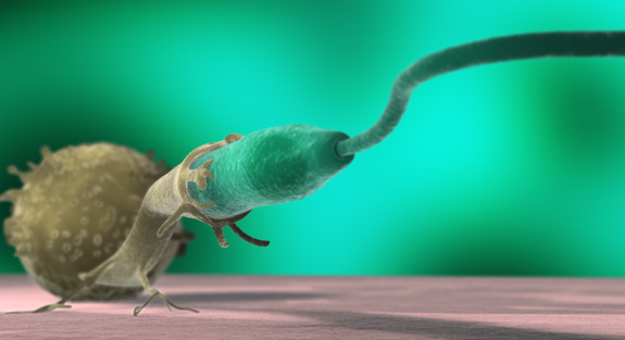 Neutrofilo fagocitando el protozoo Leishmania