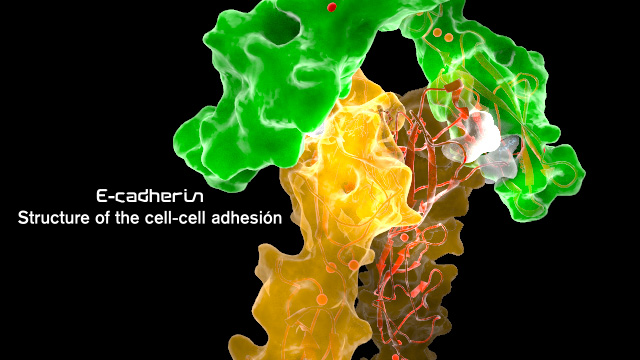 adherent juntions E cadherin interatcion