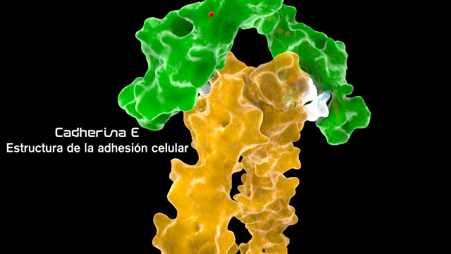 uniones adherentes interaccion cadherina E