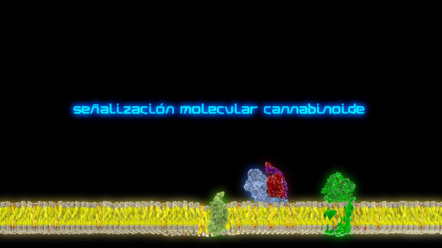 receptor cannabinoide CB1